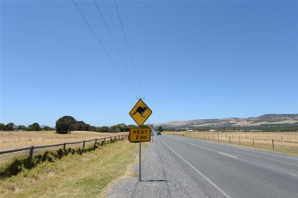 Kangaroo road hazard sign